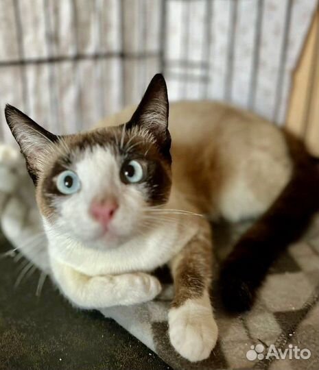 Голубоглазый кот в добрые руки