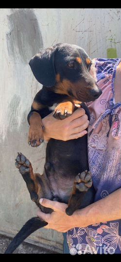 Такса мальчик