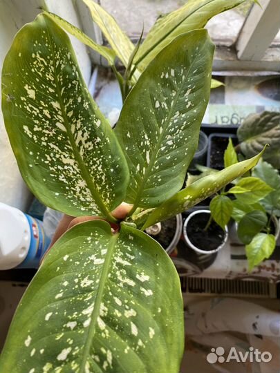 Диффенбахия рефлектор