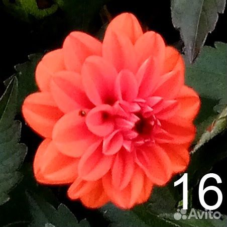 Клубни деленки георгины