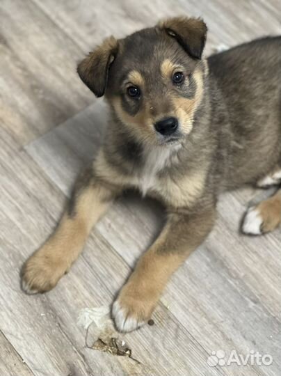 Щенки в добрые руки