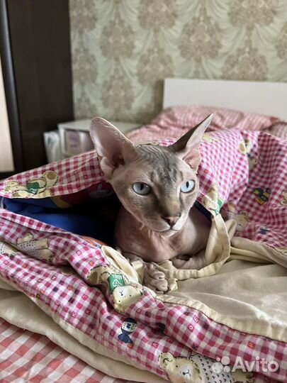 Сфинкс вязка