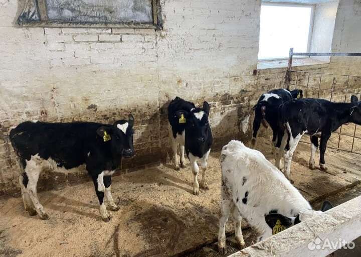 Телята бычки