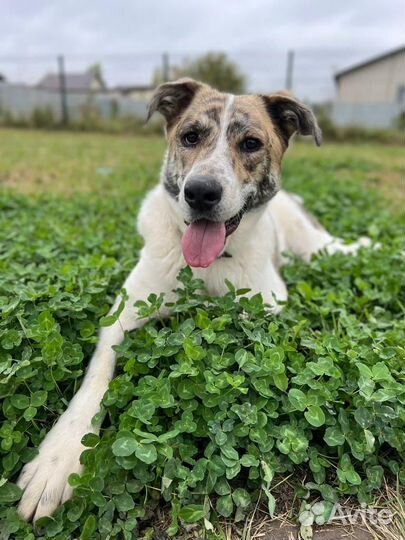 Собака бесплатно