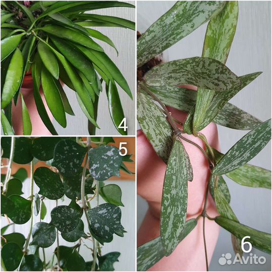 Более 100 сортов хойи