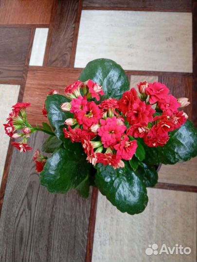 Комнатные цветы каланхоэ, традесканция, гибискуса