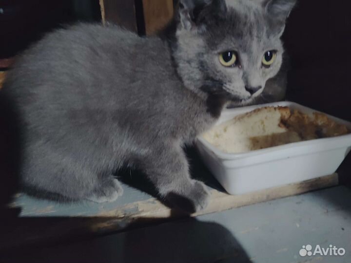 Котики в дар
