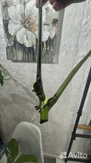 Монстера деликатесная комнатное растение