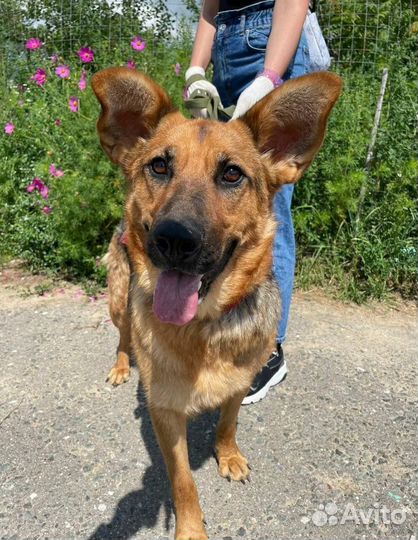 Собака в добрые руки