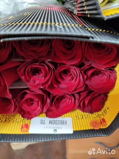 Цветы роза Эквадор опт