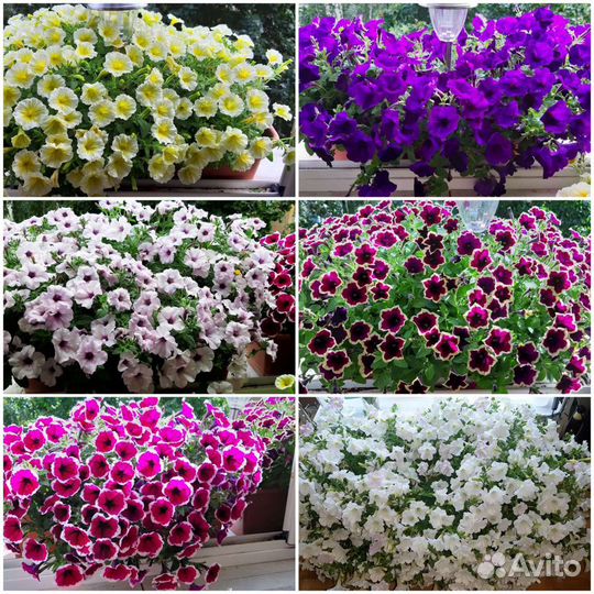 Элитная Рассада Петунии Гиганская Ампельная 2024