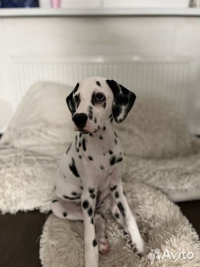 Далматинец щенок