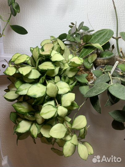 Хойи и дисхидии (hoya dischidia )