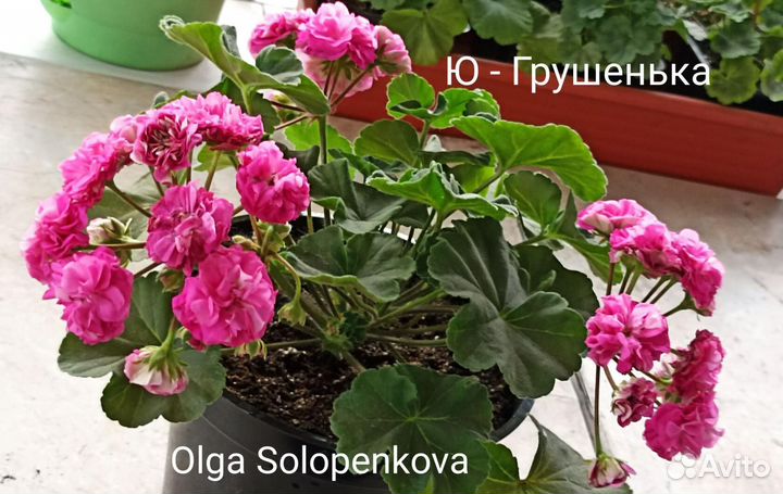 Пеларгония герань
