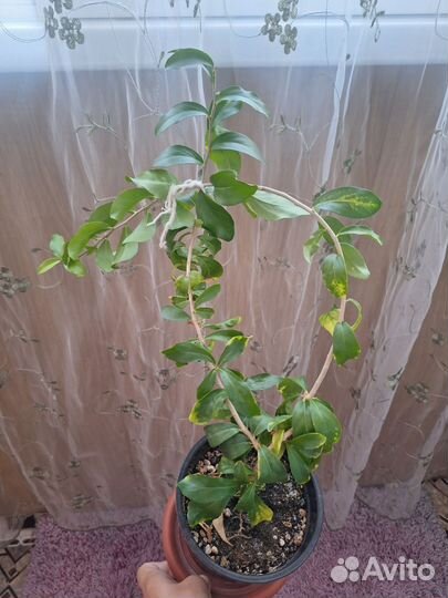 Абрикос комнатный