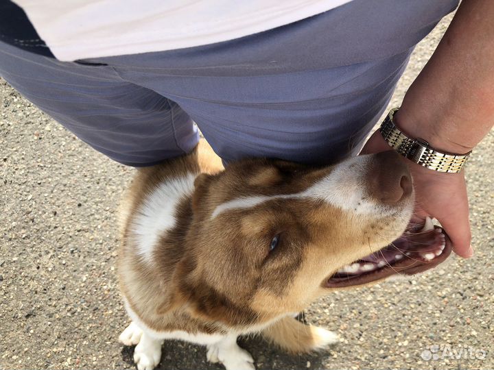 Собака в добрые руки, помесь с хаски