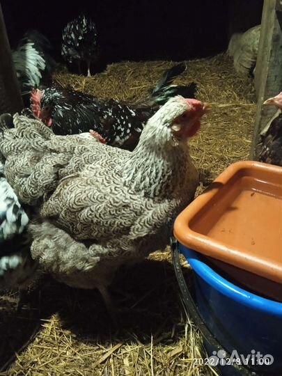 Инкубационное яйцо кур помесных