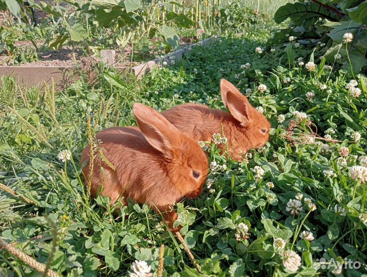 Крольчата новозеландский красный(нзк)