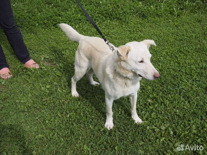 Он обожает целоваться. А в приюте не с кем