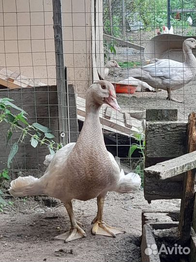 Мускусные утки немецкая тяжелая линия