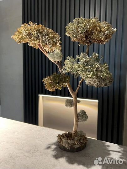 Мини дерево. Бонсай