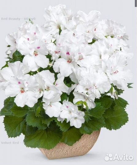 Королевская пеларгония, дипладения, лантана