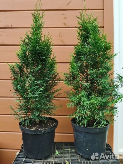 Саженцы туи Смарагд