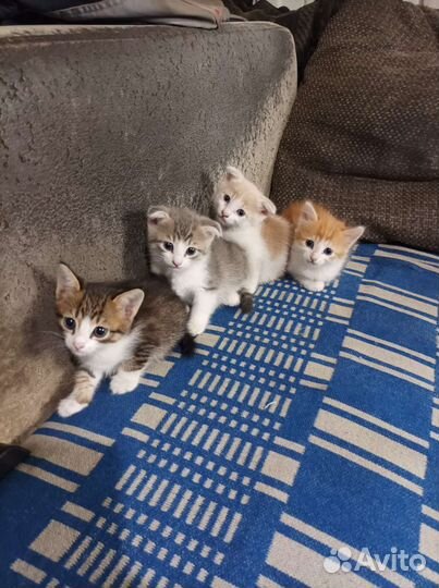 Котята в добрые руки бесплатно