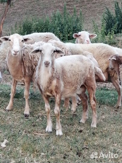 Катумская парода овец. Ярочки, баранчики