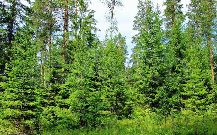 Участок 15 сот. (ИЖС)