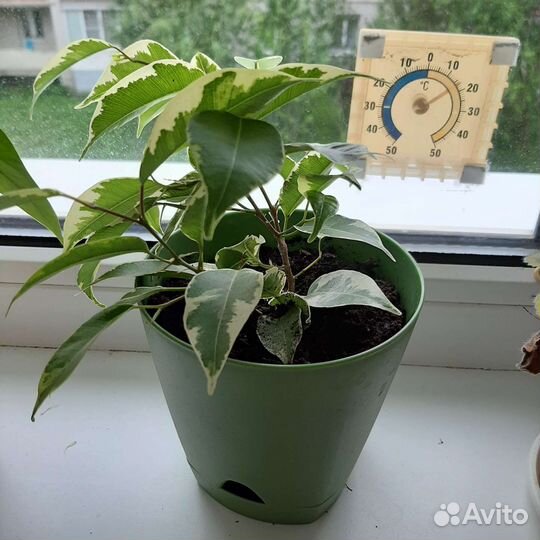 Фикус бенджамина