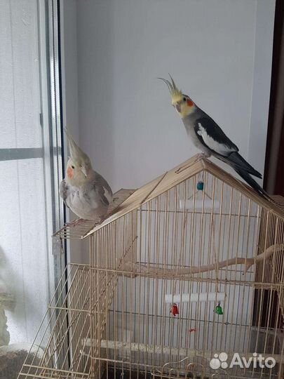 Попугай корелла с клеткой