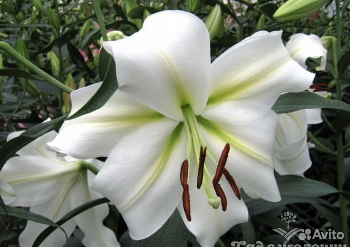 Саженцы лилии