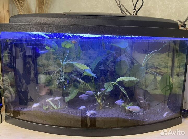 Аквариум на 40 литров