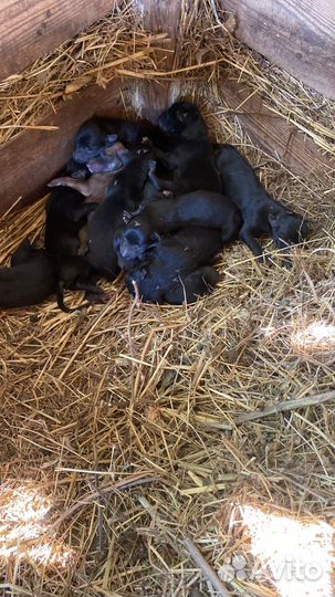 Щенки грейхаунд