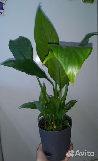 Женское счастье. Спатифиллум