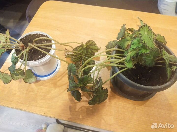 Цветущие фиалки