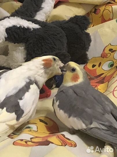 Попугай корелла