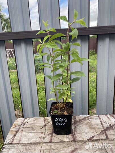 Гортензия Little Love