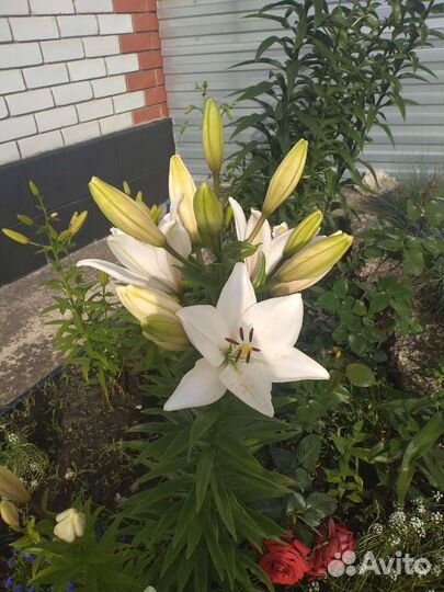 Лилия