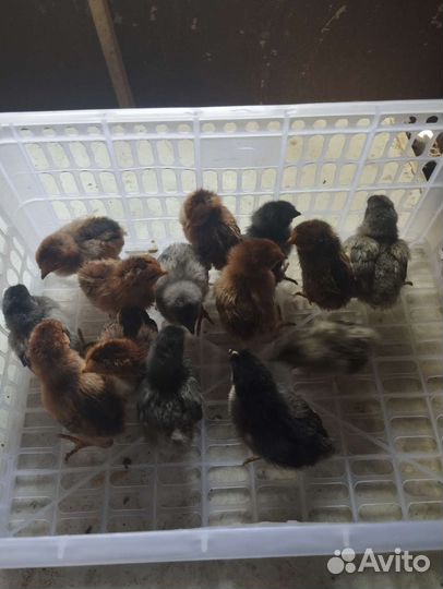Цыплята подрощенные