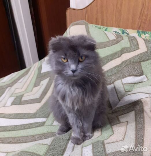 Отдам в добрые руки котят