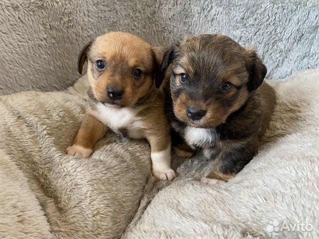 крупные породы щенков в добрые руки ростов на дону. авито таганрог животные собаки. собака ростовская область. щенки таганрог. чау чау щенок.