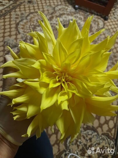 Георгины, клубни