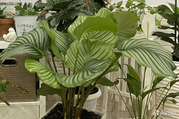 Озеленение, уход за растениями