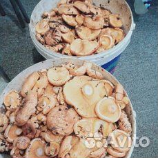 Грибы рыжики