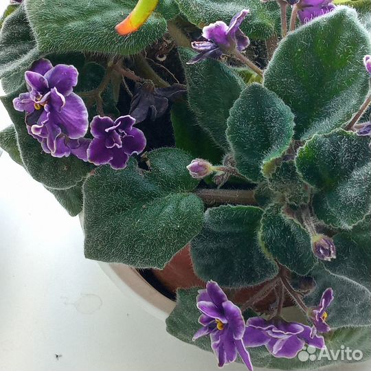 Фиалка Вечерний наряд