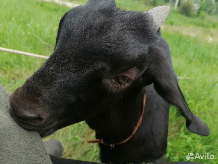 Нубийский козлик