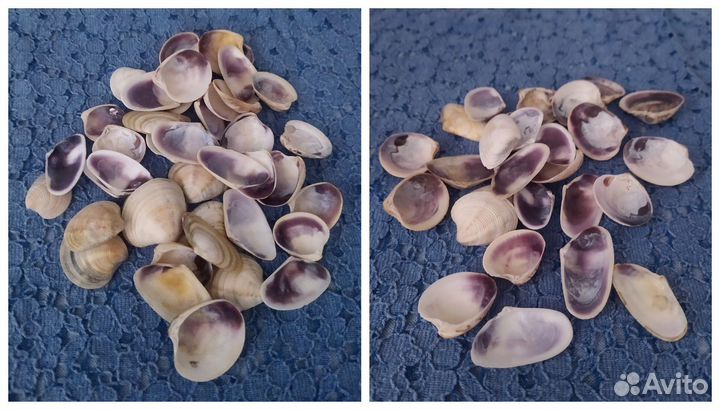 Морские ракушки