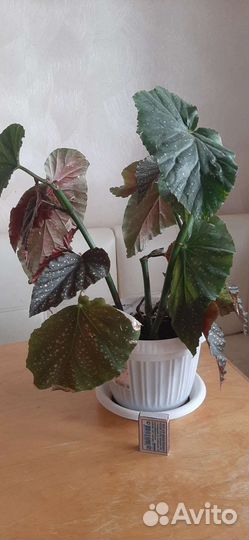 Фикус каучуконосный